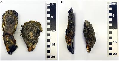 Oyster Reef Surfaces in the Central Wadden Sea: Intra-Reef Classification and Comprehensive Statistical Description